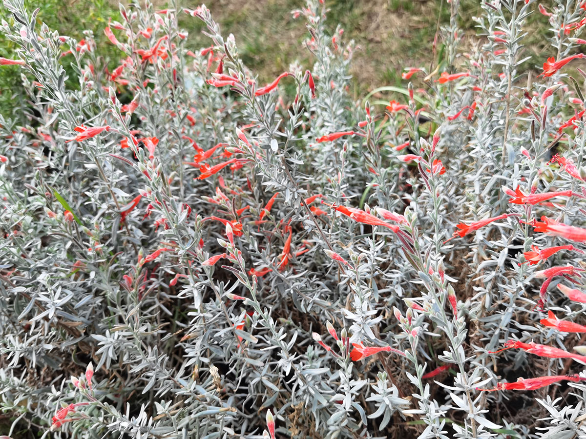 Epilobium canum ssp canum 'Olbrich Silver'